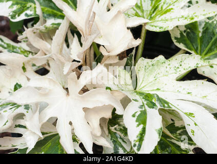 Fatsia japonica Spinnen Web ist eine Pflanze, die hat Weiße und Grüne Blätter ein buschiger Strauch, der Evergreen ist und vollkommen winterhart Stockfoto