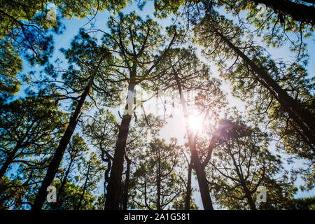 Sonnenschein durch Bäume im Pinienwald - Stockfoto