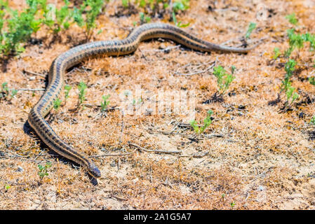 Close up Steppe ratsnake oder elaphe Dione auf dem Boden Stockfoto