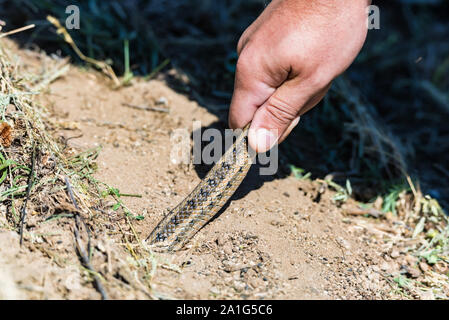 Nahaufnahme der Hand Steppe ratsnake oder elaphe Dione durch seinen Schwanz Stockfoto