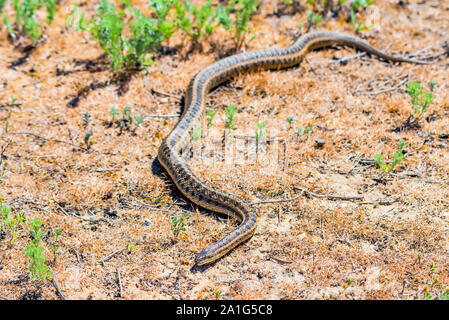 Close up Steppe ratsnake oder elaphe Dione auf dem Boden Stockfoto