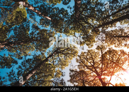 Rees und Sky - Sunshine in Pinienwald Stockfoto