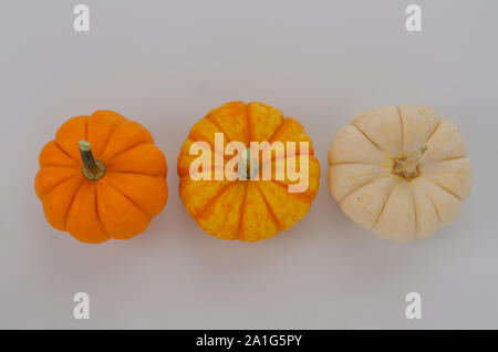 Frische orange Kürbisse auf dem weißen Hintergrund im Herbst, Ansicht von oben. Stockfoto