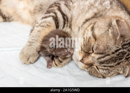 Gestreifte Scottish Fold Katze mit neugeborenen Kätzchen schlafen zusammen mit Umarmungen Stockfoto