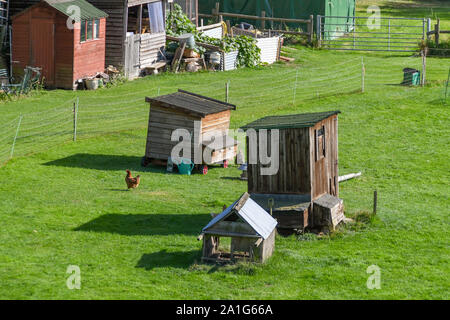 GLOUCESTERSHIRE, ENGLAND - September 2019: Kostenfreie Hühnern in einem Gehäuse auf einer kleinen Farm in Gloucestershire. Stockfoto