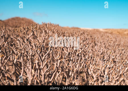 Trockener Busch oder Baum closeup in Wüste Landschaft Stockfoto