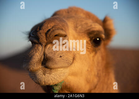 Nahaufnahme [von Kamel in der Wüste von Marokko Stockfoto