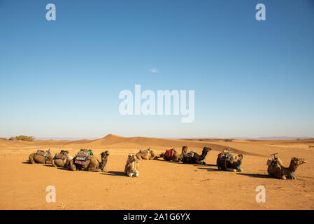 Gruppe von Touristen auf dem Kamel Safari in der Wüste von Marokko Stockfoto
