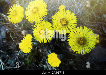 Die erste Feder Sunny flower in Nordeuropa, sun Symbol. Gelbe Felder der Blüte coughwort (gemeinsame Bull's-foot, Tussilago farfara) Stockfoto