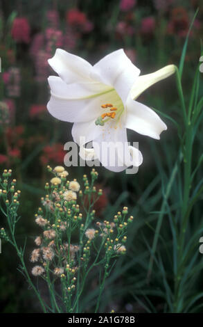 SINGLE LILIUM LONGIFLORUM BLUME, BEKANNT ALS OSTER- ODER WEIHNACHTSLILIE. Stockfoto