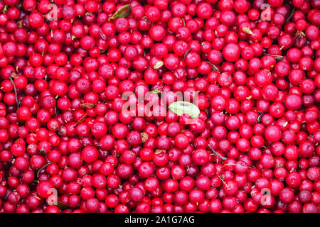 Erfassung von Cranberries. Eine große Anzahl von Beeren in einen Heap gegossen. Stockfoto