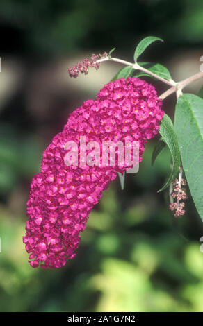 NAHAUFNAHME DER BLÜTE DES ORANGEN AUGES BUTTERFLYBUSH (BUDDLEIA DAVIDII), AUCH BEKANNT ALS SOMMERLILAC. NEW SOUTH WALES, AUSTRALIEN. Stockfoto