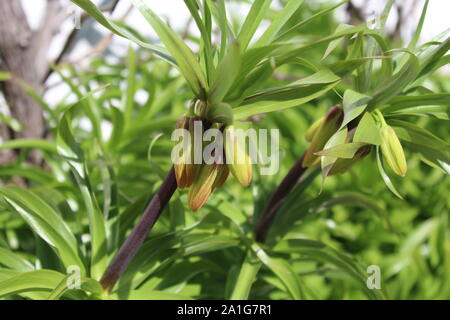 Das Bild zeigt die Knospen der Kaiserkrone. Stockfoto