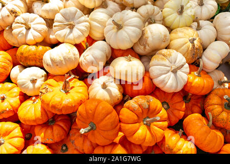 Miniatur orangen und weißen Kürbisse Stockfoto