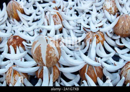 Kokosnuss schnitt in den indischen Markt als cut Melone. Kunst der indischen Straßenhändler. Coconut Hintergrund Stockfoto