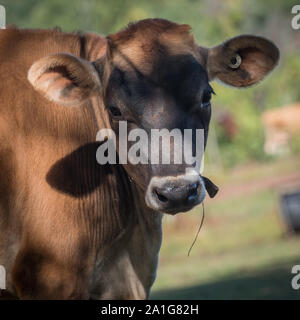 Jersey Kuh mit sanftem Gesicht in Feld im frühen Herbst, New England, USA Stockfoto