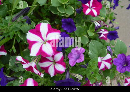 Sommer in Vermont: Weiß und Magenta Windrad und Violett Petunie Stockfoto