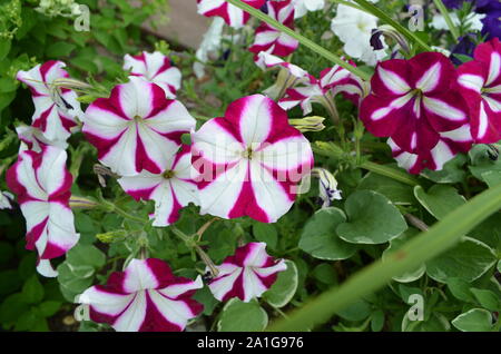 Sommer in Vermont: Weiß und Magenta Pinwheel Petunien in der Blüte Stockfoto