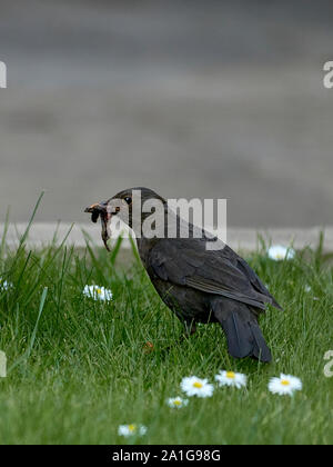 Ein männlicher Gemeinsame Amsel oder nur Amsel (Turdus merula) stand auf dem grünen Gras und daisys mit seinen Schnabel voller Würmer in Einem britischen Garten Stockfoto