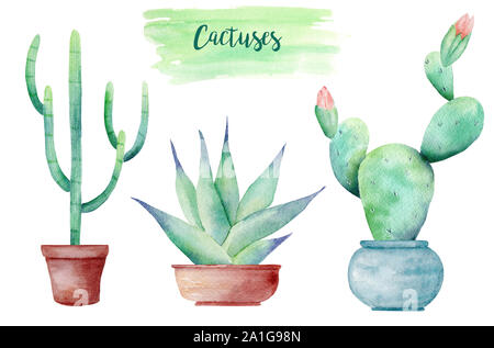 Zimmerpflanzen in Töpfen hand Aquarell raster Abbildung gezeichnet. Sukkulenten und Kakteen echeveria isoliert Cliparts. Gartenarbeit Aquarelle zeichnen. Bloo Stockfoto