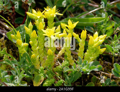 Beißen Mauerpfeffer - Sedum acre, wächst an Braunton Burrows Sanddünen, Devon, Großbritannien Stockfoto