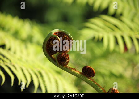 Sphaeropteris cooperi, Cyathea cooperi, lacy Baumfarn, schuppige Baum Farn, oder Coopers Baumfarn Blütenknospe und Entfaltung crosiers Stockfoto