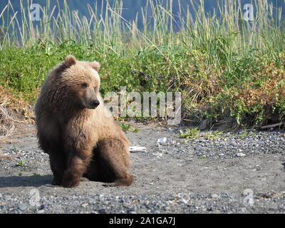 Braun Grizzly Bär Sitzend aus Kunststoff Katmai Alaska USA Stockfoto
