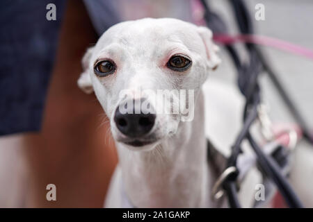 Closeup Portrait von weißen Spanischer Windhund Windhund - Galgo Espanol - der Hund Gesicht, Ohren zurück Stockfoto