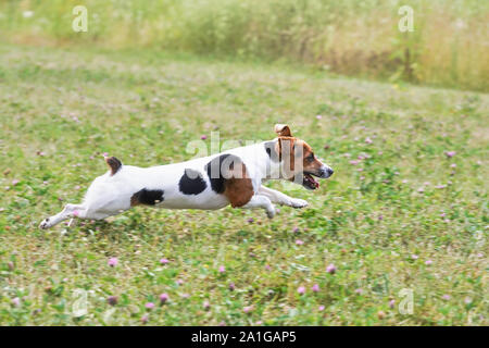 Kleine Jack Russell Terrier schnell auf Gras Wiese mit kleinen rosa Blüten, Ansicht von der Seite Stockfoto