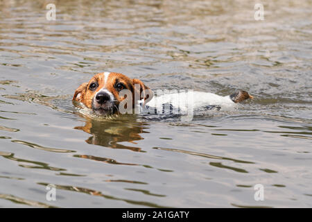 Kleine Jack Russell terrier Schwimmen im Fluss, nur den Kopf über Wasser sichtbar Stockfoto