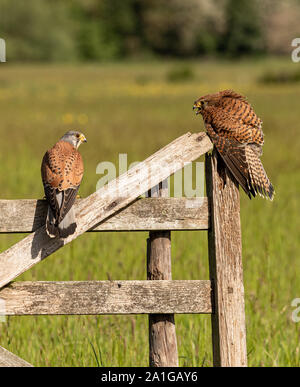 Wild Männlichen und Weiblichen Kestrel thront auf einem alten hölzernen Tor im Gespräch miteinander. Stockfoto