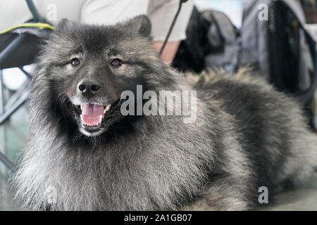 Schwarz und Silber Keeshond spitz Rasse closeup auf Kopf mit geöffnetem Mund Stockfoto