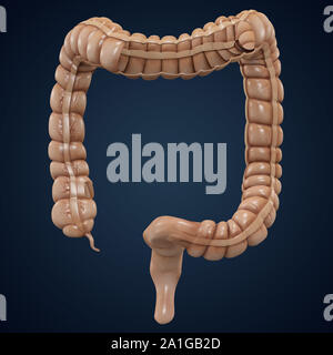 Große Darm Anatomie cutaway Doppelpunkt Layout. 3D-Rendering Stockfoto