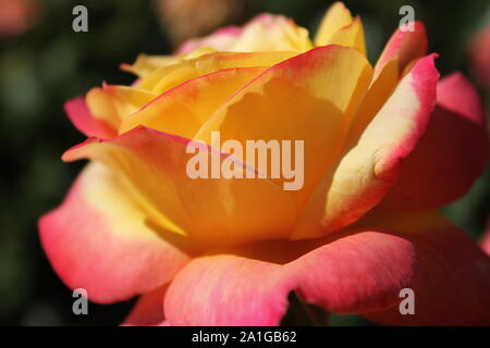 Wunderschöne Teerrose, die in einem Garten wächst. Stockfoto