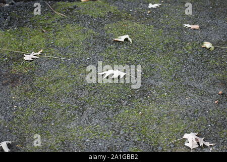 Laub auf Caledon State Park Trail Stockfoto