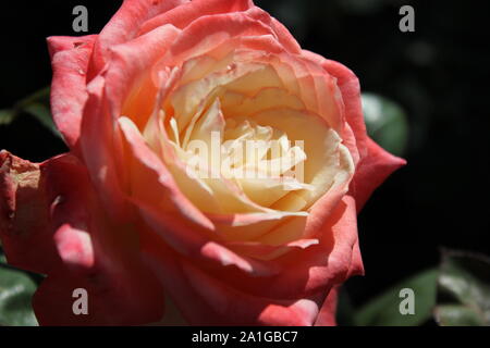 Schöne grandiflora Gemini Hybrid Tea Rose wächst in einem Garten. Stockfoto