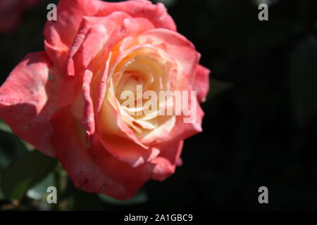 Schöne grandiflora Gemini Hybrid Tea Rose wächst in einem Garten. Stockfoto