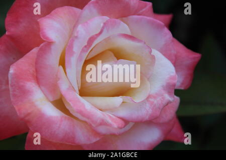 Schöne grandiflora Gemini Hybrid Tea Rose wächst in einem Garten. Stockfoto