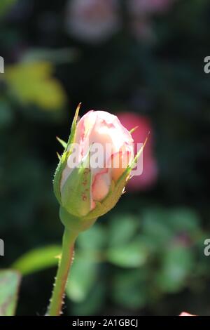 Schöne grandiflora Gemini Hybrid Tea Rose wächst in einem Garten. Stockfoto