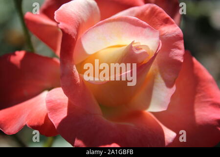 Schöne grandiflora Gemini Hybrid Tea Rose wächst in einem Garten. Stockfoto