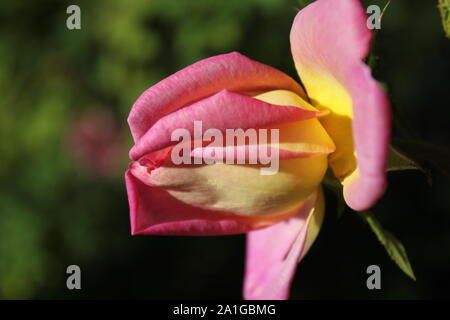 Schöne grandiflora Gemini Hybrid Tea Rose wächst in einem Garten. Stockfoto