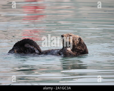 Sea Otter spielen Seward Alaska USA Stockfoto