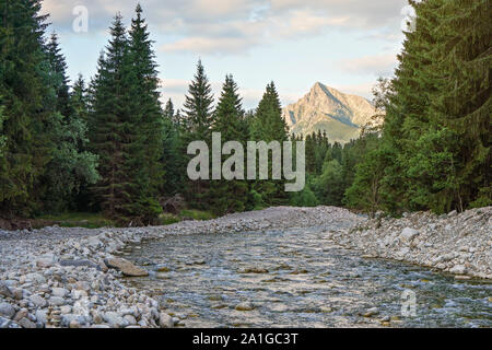 Wald Fluss Bela mit kleinen runden Steinen und Nadelbäume auf beiden Seiten, am Nachmittag scheint die Sonne Krivan peak - Slowakische symbol-in Entfernung zu montieren Stockfoto