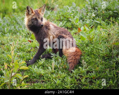 Red Fox Denali National Park, Alaska, USA
