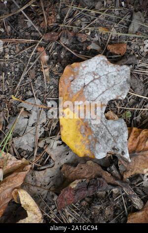 Gelb gefallen Blatt auf Caledon State Park Forest Floor Stockfoto