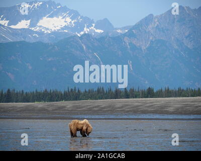 Braun Grizzly Bär Graben für Muscheln Katmai Alaska USA Stockfoto