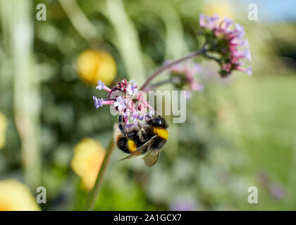 Bumble Bee fressen in einem violetten Verbena bonariensis Blume an einem sonnigen Tag. Stockfoto