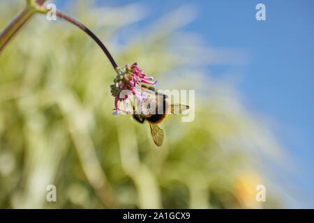 Bumble Bee fressen in einem violetten Verbena bonariensis Blume an einem sonnigen Tag. Stockfoto