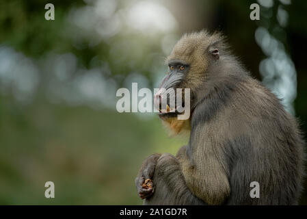 Schließen der Sitzung Mandrill Monkey Stockfoto