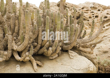 Wüste Küste von Chile (Atacama Wüste), Pan de Azucar Nationalpark Stockfoto